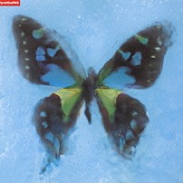 ポルノグラフィティ 「アゲハ蝶」