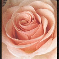 サニーデイ・サービス「 Ｂｅｓｔ　Ｆｌｏｗｅｒ　－Ｂ　ｓｉｄｅ　ｃｏｌｌｅｃｔｉｏｎ－」