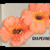 ＧＲＡＰＥＶＩＮＥ「 会いにいく」