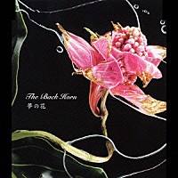 ＴＨＥ　ＢＡＣＫ　ＨＯＲＮ「 夢の花」