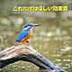 （効果音） 日本サウンド・エフェクト研究会「これだけはほしい効果音」