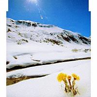 夏川りみ「 あの花のように」