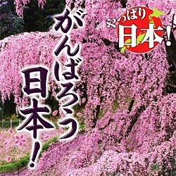 （オムニバス） 秋川雅史 天童よしみ 荒木一郎 ＢＥＧＩＮ　ｗｉｔｈ　アホナスターズ チェリッシュ 海援隊 いちごいちえ「やっぱり日本！がんばろう日本！」