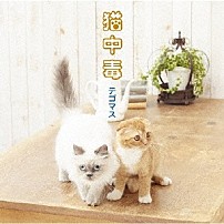 テゴマス 「猫中毒」