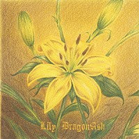 Ｄｒａｇｏｎ　Ａｓｈ「 Ｌｉｌｙ」