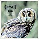 ｄｉｐ「ＯＷＬ」