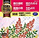 （カラオケ） キム・ヨンジャ 大月みやこ 島津悦子 長保有紀「超厳選　カラオケサークルＷ　ベスト４」