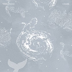 シカーダ「Ｗｈｉｔｅ　Ｆｏｒｅｓｔ」