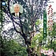 （Ｖ．Ａ．） 林るり子 八坂有理 大樹ゆたか 幡千恵子 武たつ也 みず来明姫 南部なおと「大杉に想う／南浩二作曲集　第１集　窓辺の情景リクエスト」