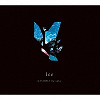 ＫＡＳＨＩＷＡ　Ｄａｉｓｕｋｅ「 Ｉｃｅ」