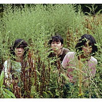 ｐｕｇｇｓ「 パグスの遭遇体験」