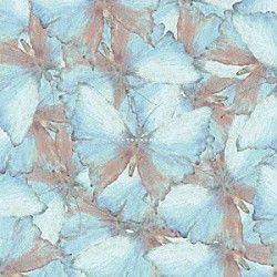 ｙｅｔｉ　ｌｅｔ　ｙｏｕ　ｎｏｔｉｃｅ「ｈｏｎｔｏｕｎｏｋｏｔｏ」