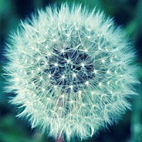 町田良夫「 うつせみ」