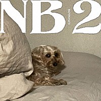 Ｎｏ　Ｂｕｓｅｓ「 ＮＢ２」