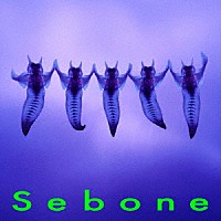 とた「 Ｓｅｂｏｎｅ　－脊髄盤－」