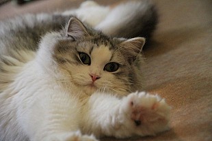 「とても気ままな猫グループ結成“にゃあにゃあず”オーディション開始」