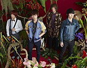 go!go!vanillas「go!go!vanillas、2017年新春ツアーの対バンアーティストにsumika、OKAMOTO&amp;#039;Sらが決定」1枚目/3