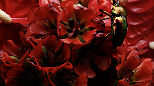 「world&#039;s end girlfriend 新AL『LAST WALTZ』より青木裕（downy）参加の「Crystal Chrysalis」MV公開」