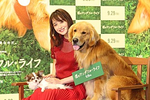 「佐々木希、愛犬との出会いを語る　「ビビッときて、急いでお金を下ろしに…」」
