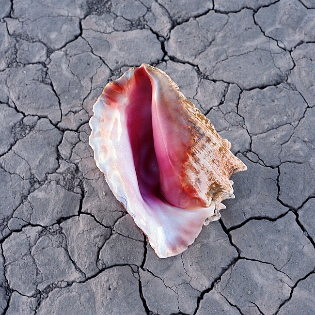 「【米ビルボード・アルバム・チャート】ザ・キラーズ初首位、マックルモア/ケヴィン・ゲイツ/ジェネイ・アイコがTOP5デビュー」1枚目/1