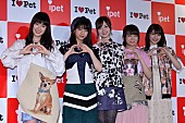 乃木坂46「乃木坂４６、共演の犬猫にメロメロ　秋元真夏、初の東京ド－ム公演は「一区切りの集大成」」1枚目/1