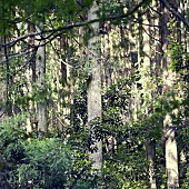 「配信シングル「Mountain Song」」2枚目/2