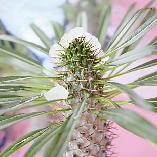 「足立佳奈、新曲「WALK」配信決定」