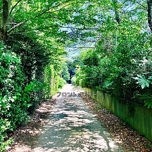 「神聖かまってちゃん、再録音曲「フロントメモリー feat. ACAね（ずっと真夜中でいいのに。）」をリリース」