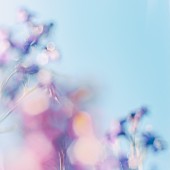 「シャイトープ、愛情に溢れた楽曲「tengoku」MV公開決定」1枚目/2