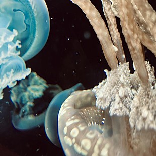 「Have a Nice Day!、新曲「メビウス」配信開始」