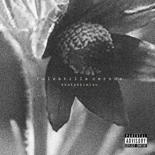 「清水翔太 アルバム『Pulsatilla cernua』通常盤」5枚目/5