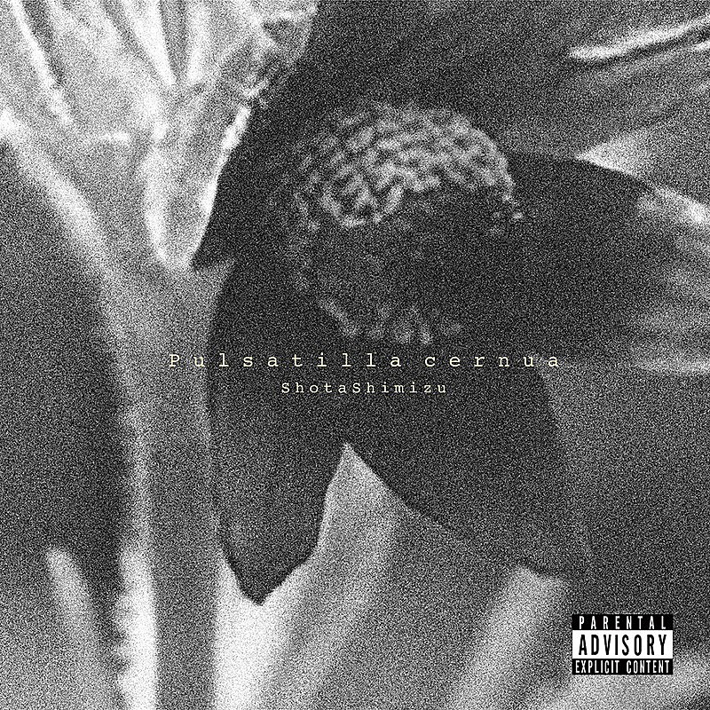 「清水翔太 アルバム『Pulsatilla cernua』通常盤」5枚目/5