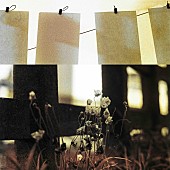 「神はサイコロを振らない 配信シングル「秋明菊 - Reproduced 2025」」3枚目/3