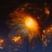 「Aile The Shota 配信シングル「向日葵花火」」7枚目/7