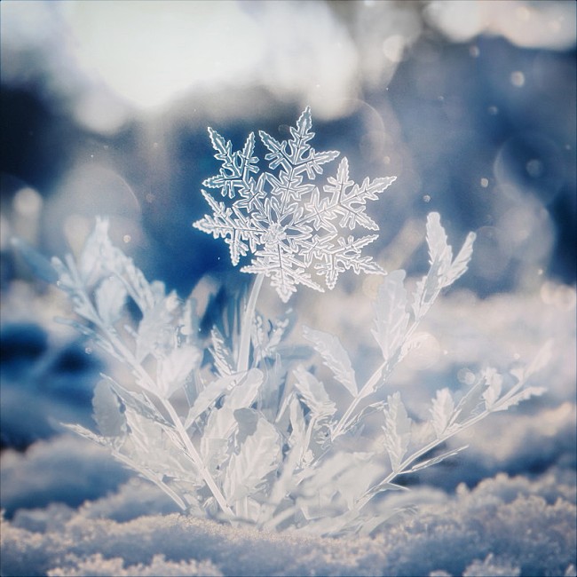 「Aile The Shota 配信シングル「ハナユキ」」2枚目/3