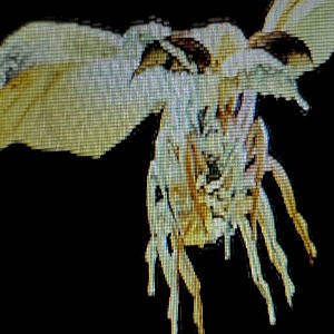 Tele「Tele、ツアーと同タイトルの新曲「蟲」を12/10にリリース」