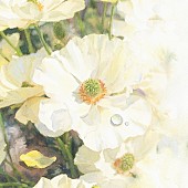 「Novelbright、“儚い恋”を歌ったウィンターバラード「アネモネ」配信＆オーディオ映像公開」1枚目/2