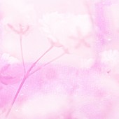 「「ふわ輪」ジャケット写真」2枚目/4