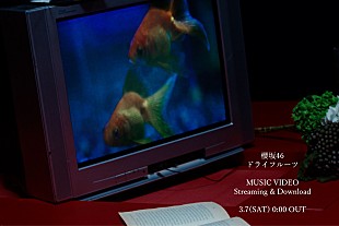 「櫻坂46、BACKSメンバーによる新曲「ドライフルーツ」先行配信＆MV公開へ」